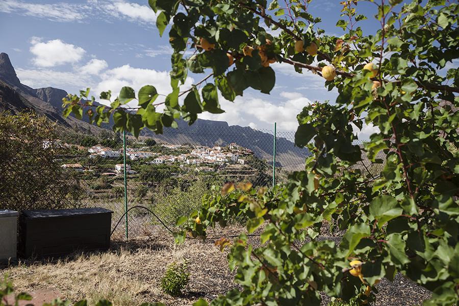 Ecotara Canary Islands Pensionat Fátaga Rum bild